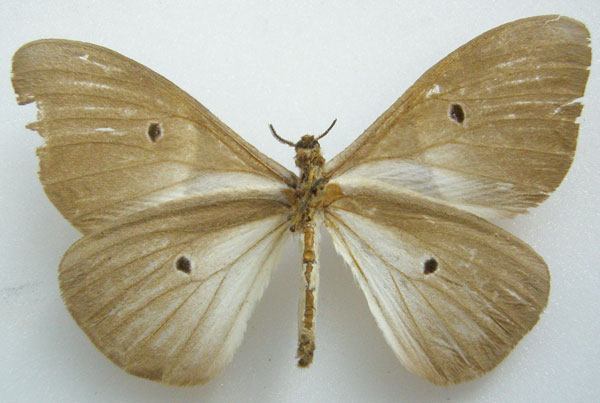 /filer/webapps/moths/media/images/M/mollis_Ceranchia_HT_NHMUKb.jpg