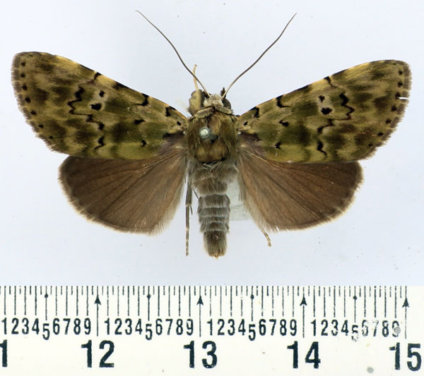 /filer/webapps/moths/media/images/M/mollis_Eudrapa_AM_BMNH.jpg