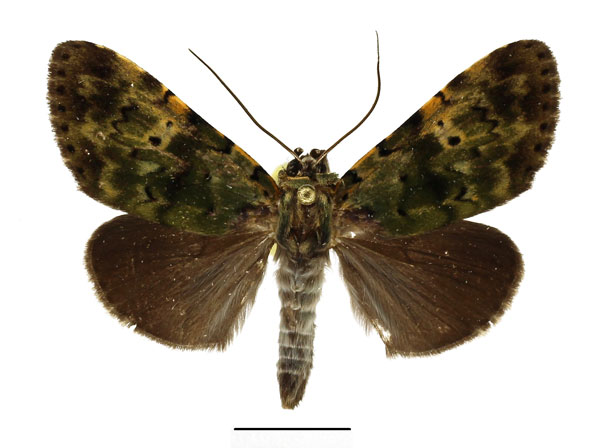 /filer/webapps/moths/media/images/M/mollis_Eudrapa_AM_Basquin.jpg