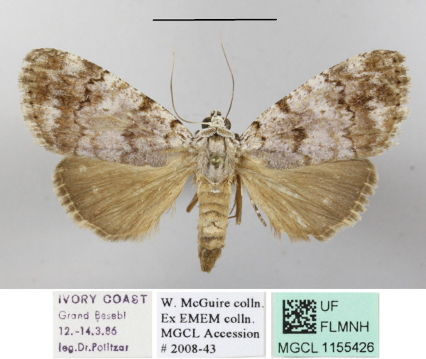 /filer/webapps/moths/media/images/M/mollis_Eudrapa_A_MGCLa_01.JPG