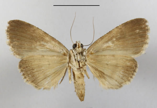 /filer/webapps/moths/media/images/M/mollis_Eudrapa_A_MGCLb_01.JPG