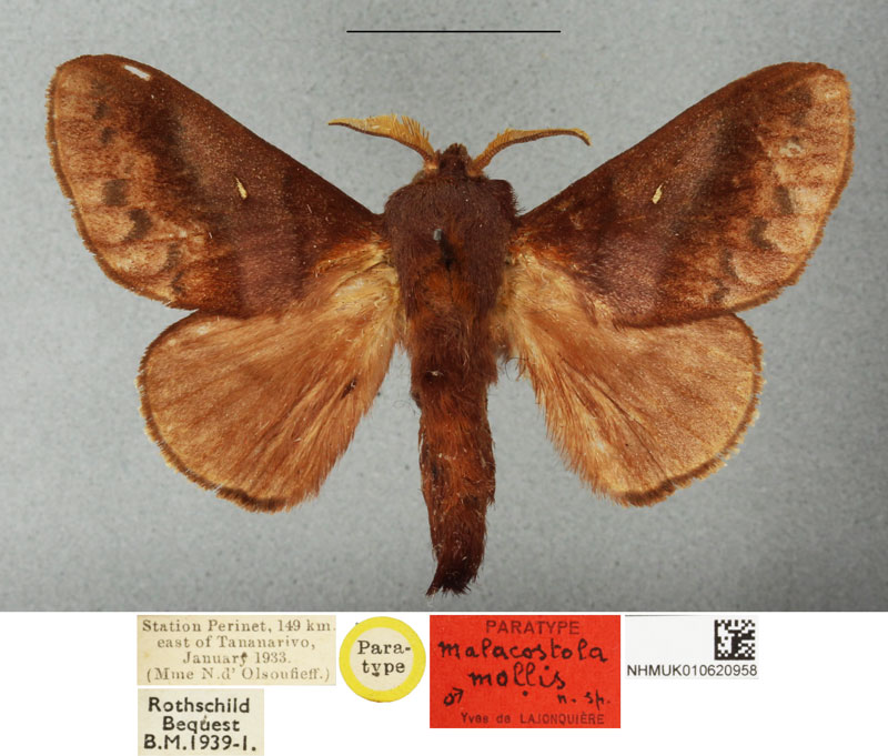 /filer/webapps/moths/media/images/M/mollis_Malacostola_PTM_BMNH.jpg