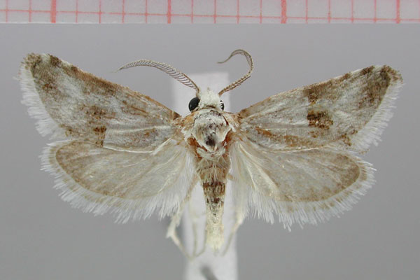 /filer/webapps/moths/media/images/M/mollis_Pseudurgis_HT_TMSA.jpg