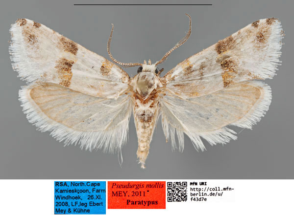 /filer/webapps/moths/media/images/M/mollis_Pseudurgis_PTM_MfNa_Ek6FtSf.jpg