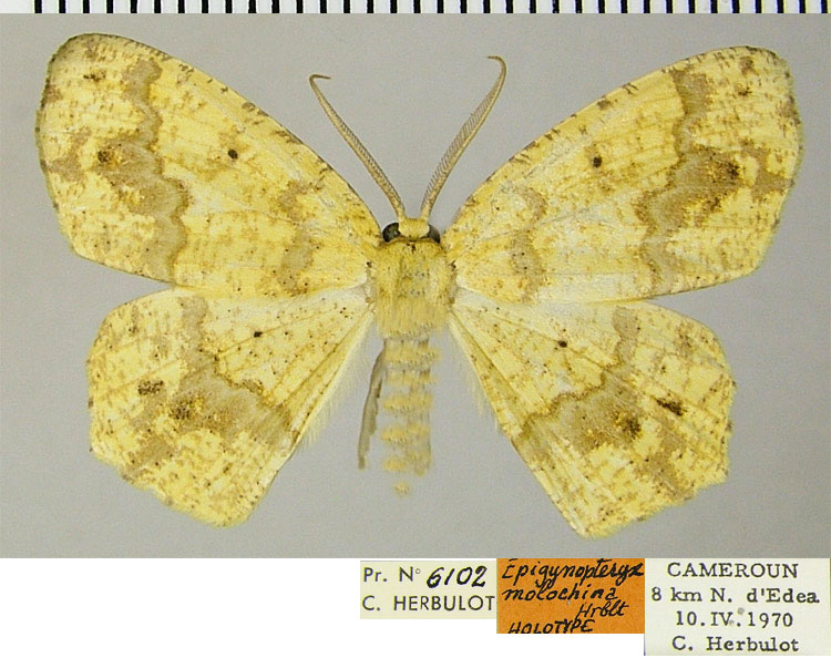 /filer/webapps/moths/media/images/M/molochina_Epigynopteryx_HT_ZSMa.jpg