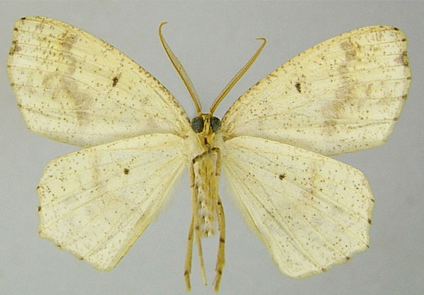 /filer/webapps/moths/media/images/M/molochina_Epigynopteryx_HT_ZSMb.jpg