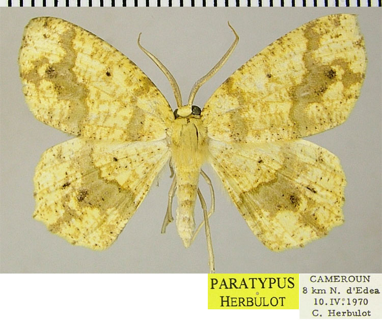 /filer/webapps/moths/media/images/M/molochina_Epigynopteryx_PTM_ZSM.jpg