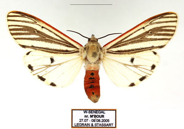 /filer/webapps/moths/media/images/M/moloneyi_Aloa_AF_Legrain_02.jpg