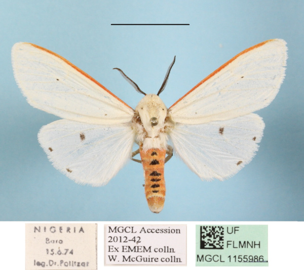 /filer/webapps/moths/media/images/M/moloneyi_Aloa_A_MGCLa_01.jpg