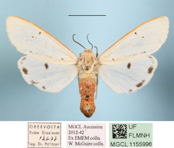 /filer/webapps/moths/media/images/M/moloneyi_Aloa_A_MGCLa_02.jpg