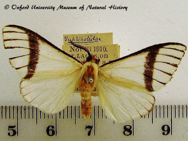 /filer/webapps/moths/media/images/M/moloneyi_Epanaphe_A_OUMNH.jpg