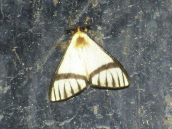 /filer/webapps/moths/media/images/M/moloneyi_Epanaphe_A_Stanton.jpg