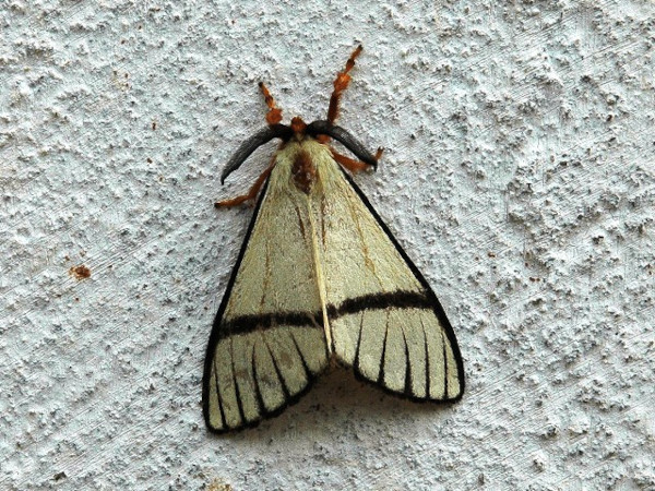 /filer/webapps/moths/media/images/M/moloneyi_Epanaphe_A_Voaden_CAR.JPG