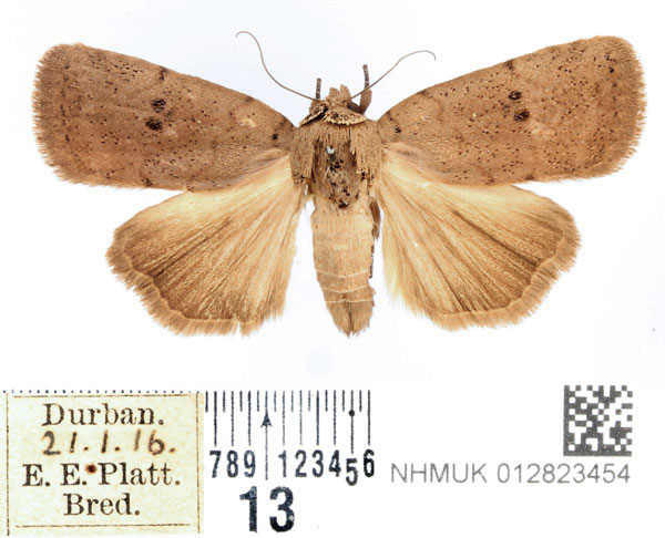 /filer/webapps/moths/media/images/M/molybdea_Exophyla_AM_BMNH.jpg