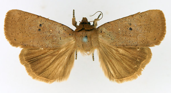 /filer/webapps/moths/media/images/M/molybdea_Exophyla_AM_TMSA_01.jpg