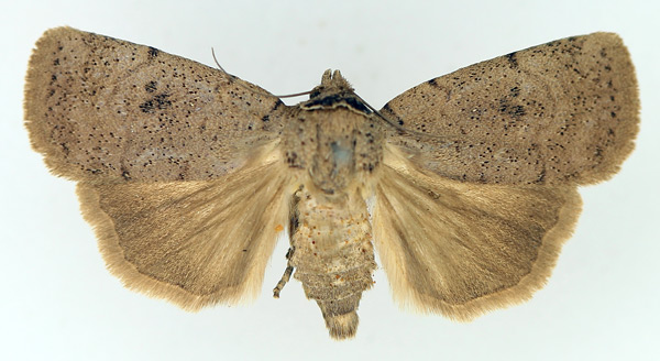 /filer/webapps/moths/media/images/M/molybdea_Exophyla_AM_TMSA_02.jpg