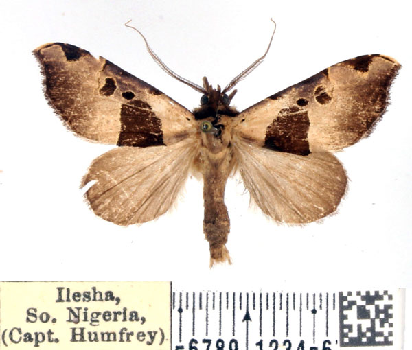 /filer/webapps/moths/media/images/M/molybdea_Marcipa_AM_BMNH.jpg