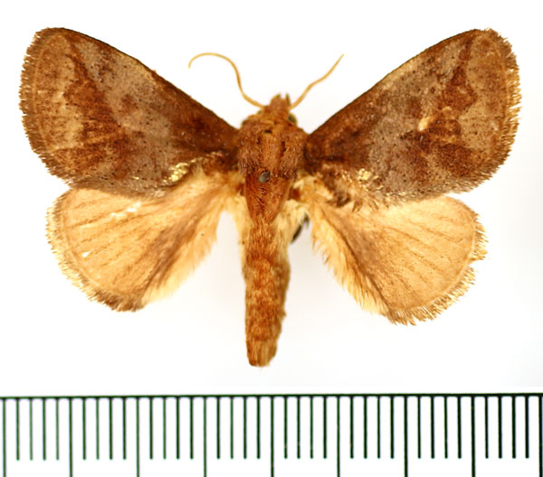 /filer/webapps/moths/media/images/M/molybdea_Xanthopteryx_AM_BMNH.jpg