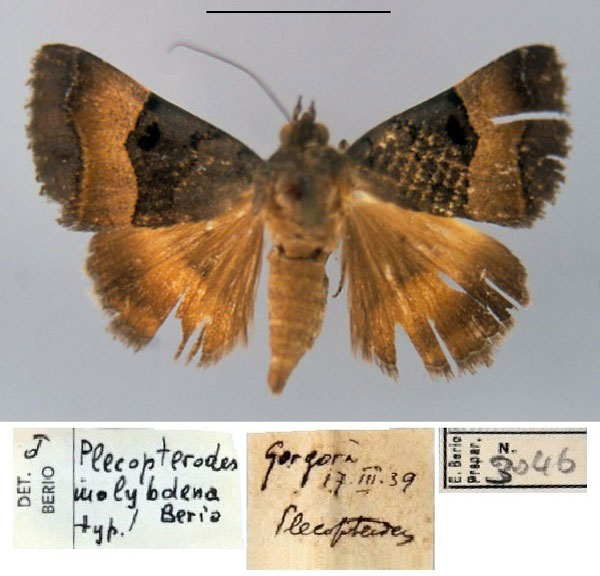 /filer/webapps/moths/media/images/M/molybdena_Plecopterodes_HT_MSNM.jpg