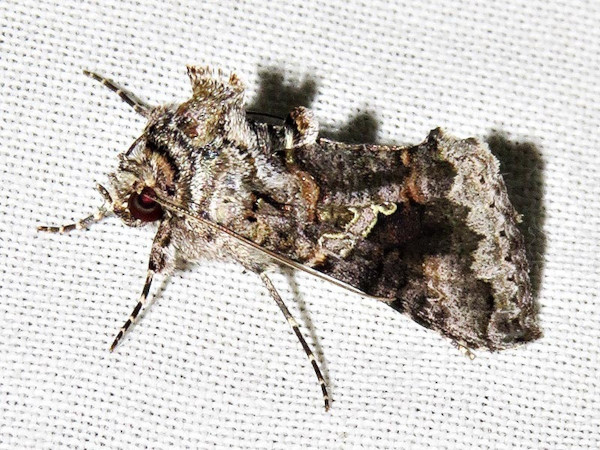 /filer/webapps/moths/media/images/M/molybdina_Ctenoplusia_A_Braun.jpeg