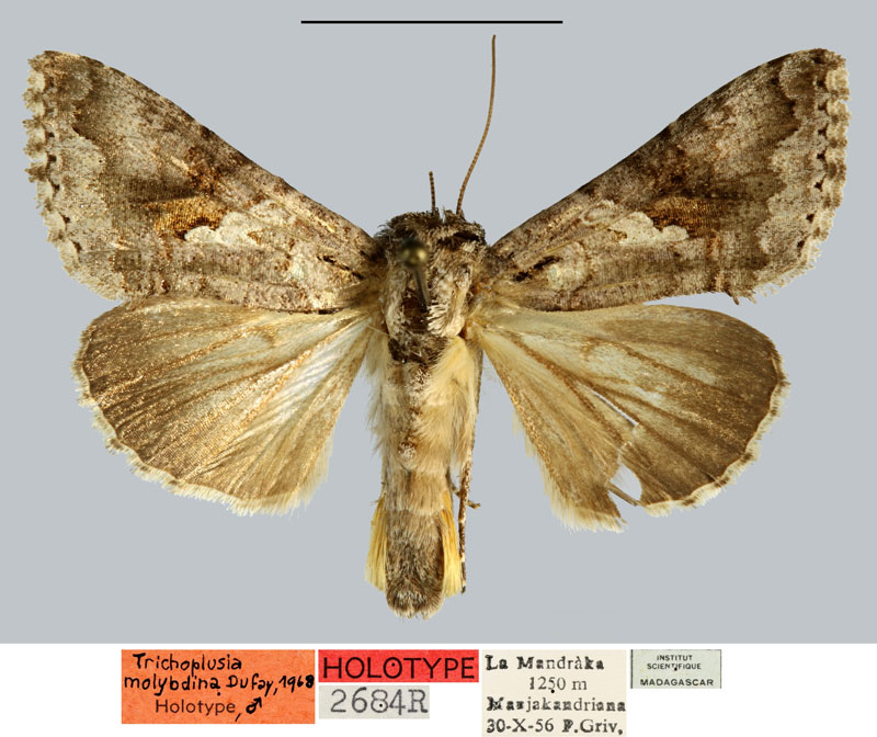 /filer/webapps/moths/media/images/M/molybdina_Plusia_HT_MNHN.jpg