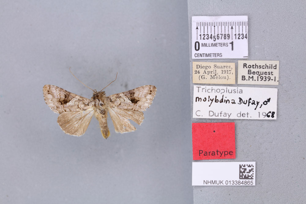 /filer/webapps/moths/media/images/M/molybdina_Plusia_PTF_BMNH_01a.jpg