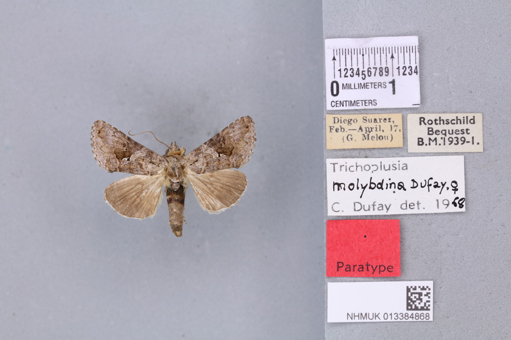 /filer/webapps/moths/media/images/M/molybdina_Plusia_PTF_BMNH_02a.jpg
