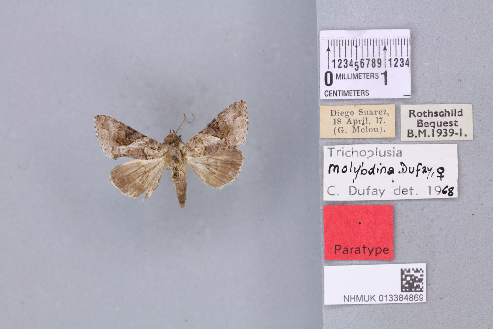 /filer/webapps/moths/media/images/M/molybdina_Plusia_PTF_BMNH_03a.jpg