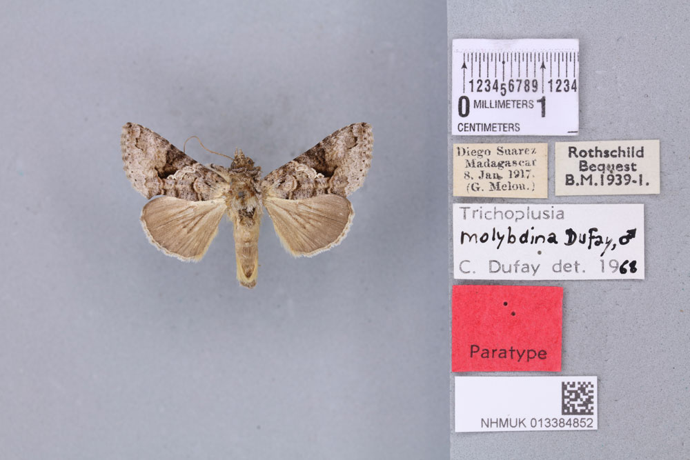 /filer/webapps/moths/media/images/M/molybdina_Plusia_PTM_BMNH_01a.jpg