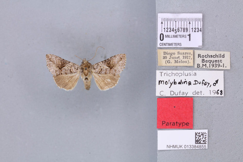 /filer/webapps/moths/media/images/M/molybdina_Plusia_PTM_BMNH_04a.jpg
