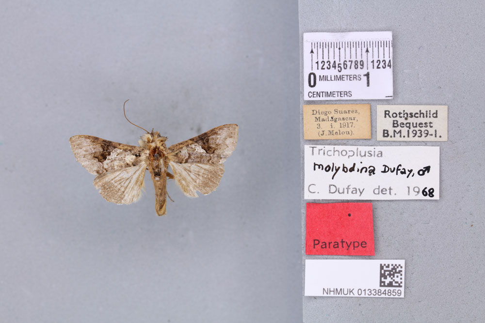/filer/webapps/moths/media/images/M/molybdina_Plusia_PTM_BMNH_05a.jpg