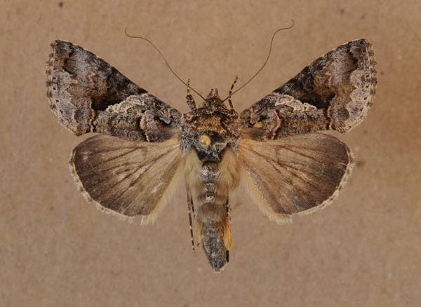 /filer/webapps/moths/media/images/M/molybdina_Trichoplusia_A_Butler.jpg