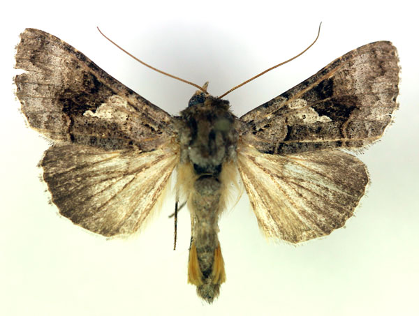 /filer/webapps/moths/media/images/M/molybdina_Trichoplusia_A_RMCA.jpg