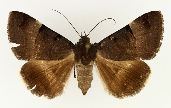 /filer/webapps/moths/media/images/M/molybdopasta_Plecopterodes_AF_TMSA_01.jpg