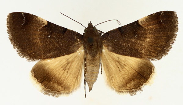 /filer/webapps/moths/media/images/M/molybdopasta_Plecopterodes_AF_TMSA_02.jpg