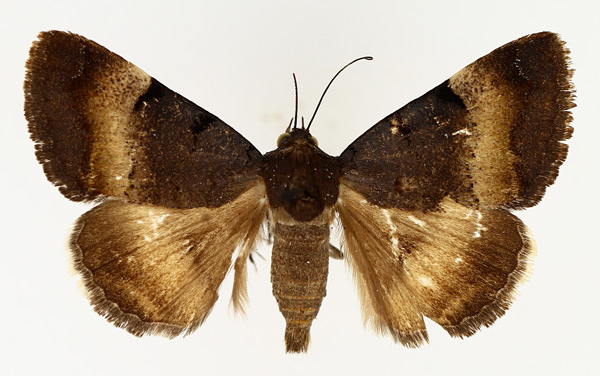 /filer/webapps/moths/media/images/M/molybdopasta_Plecopterodes_AM_TMSA_01.jpg