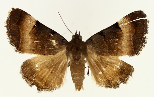 /filer/webapps/moths/media/images/M/molybdopasta_Plecopterodes_AM_TMSA_02.jpg