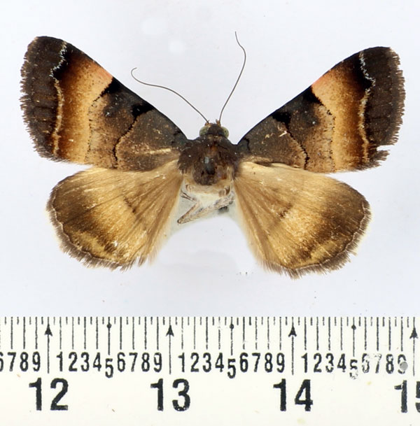 /filer/webapps/moths/media/images/M/molybdopasta_Plecopterodes_A_BMNH.jpg