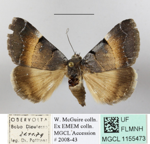 /filer/webapps/moths/media/images/M/molybdopasta_Plecopterodes_A_MGCLa_01.JPG