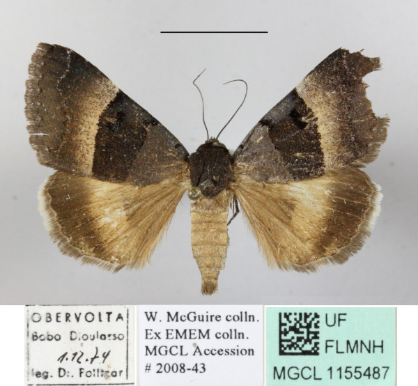 /filer/webapps/moths/media/images/M/molybdopasta_Plecopterodes_A_MGCLa_02.JPG
