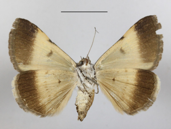 /filer/webapps/moths/media/images/M/molybdopasta_Plecopterodes_A_MGCLb_01.JPG