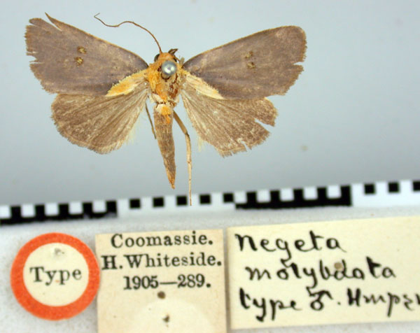 /filer/webapps/moths/media/images/M/molybdota_Negeta_HT_BMNH.jpg