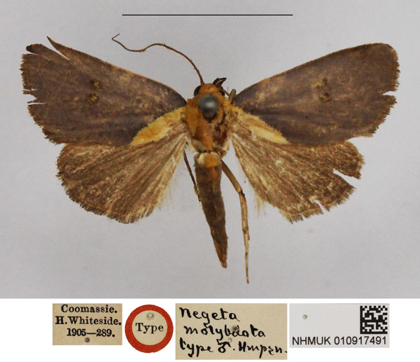 /filer/webapps/moths/media/images/M/molybdota_Negeta_HT_NHMUK.jpg