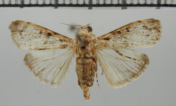 /filer/webapps/moths/media/images/M/mombopastalis_Salma_PT_ZMHB.jpg