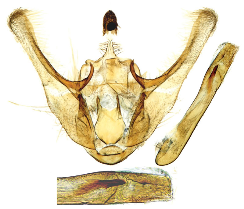 /filer/webapps/moths/media/images/M/momella_Udea_GMHT_ZSM.jpg