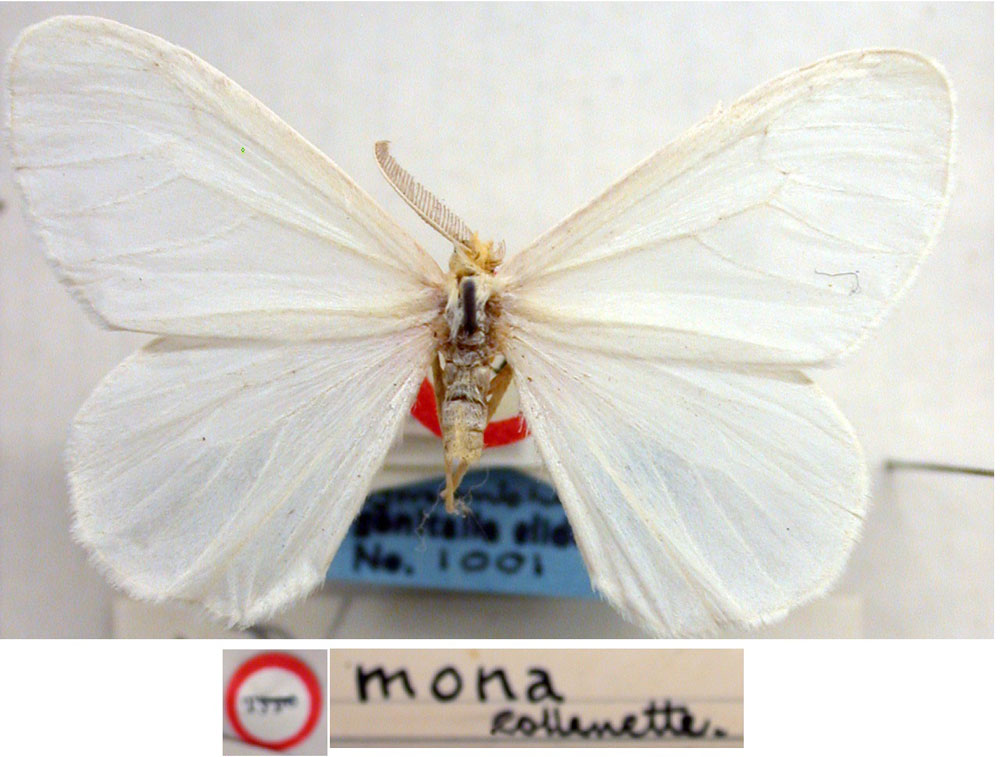 /filer/webapps/moths/media/images/M/mona_Marblepsis_HT_BMNH.jpg