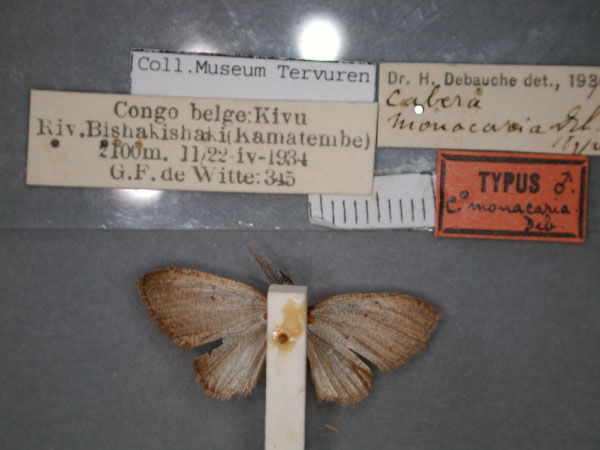 /filer/webapps/moths/media/images/M/monacaria_Cabera_HT_RMCA_02.jpg