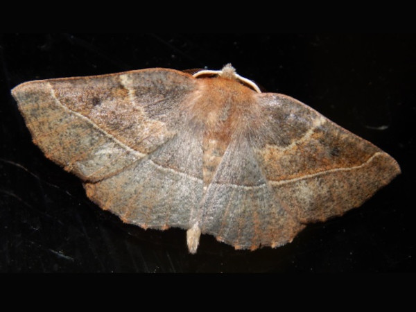/filer/webapps/moths/media/images/M/monas_Drepanogynis_A_Grobler_01.jpg