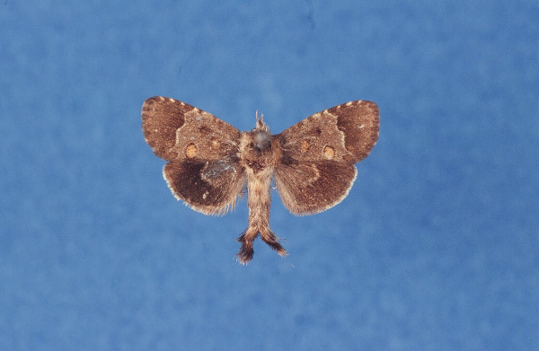 /filer/webapps/moths/media/images/M/mondeensis_Arbelodes_PTM_TMSA.jpg