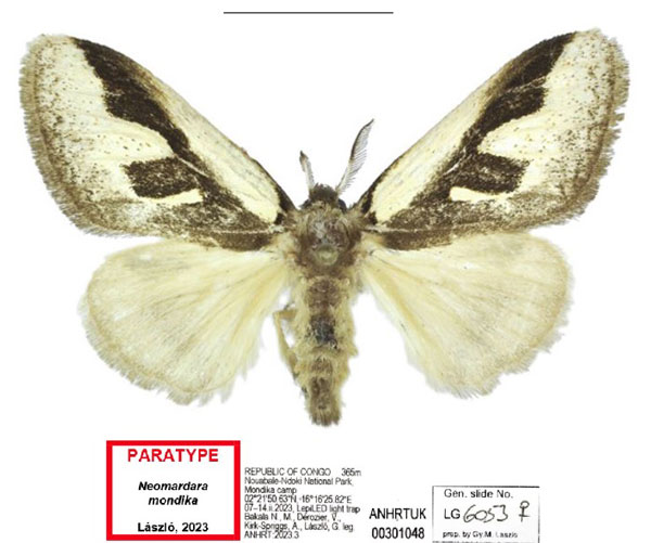 /filer/webapps/moths/media/images/M/mondika_Neomardara_PTF_ANHRT_01.jpg